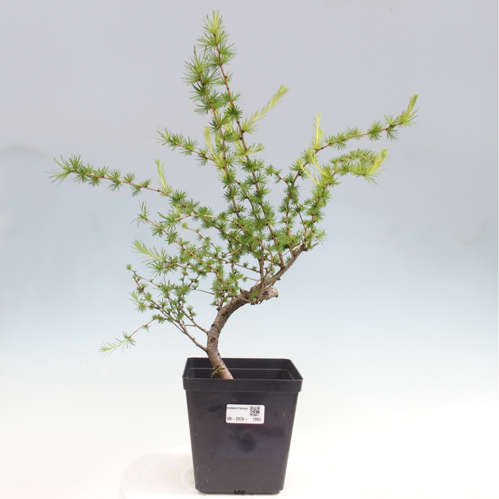 Bonsai da esterno -Larix decidua - Larice