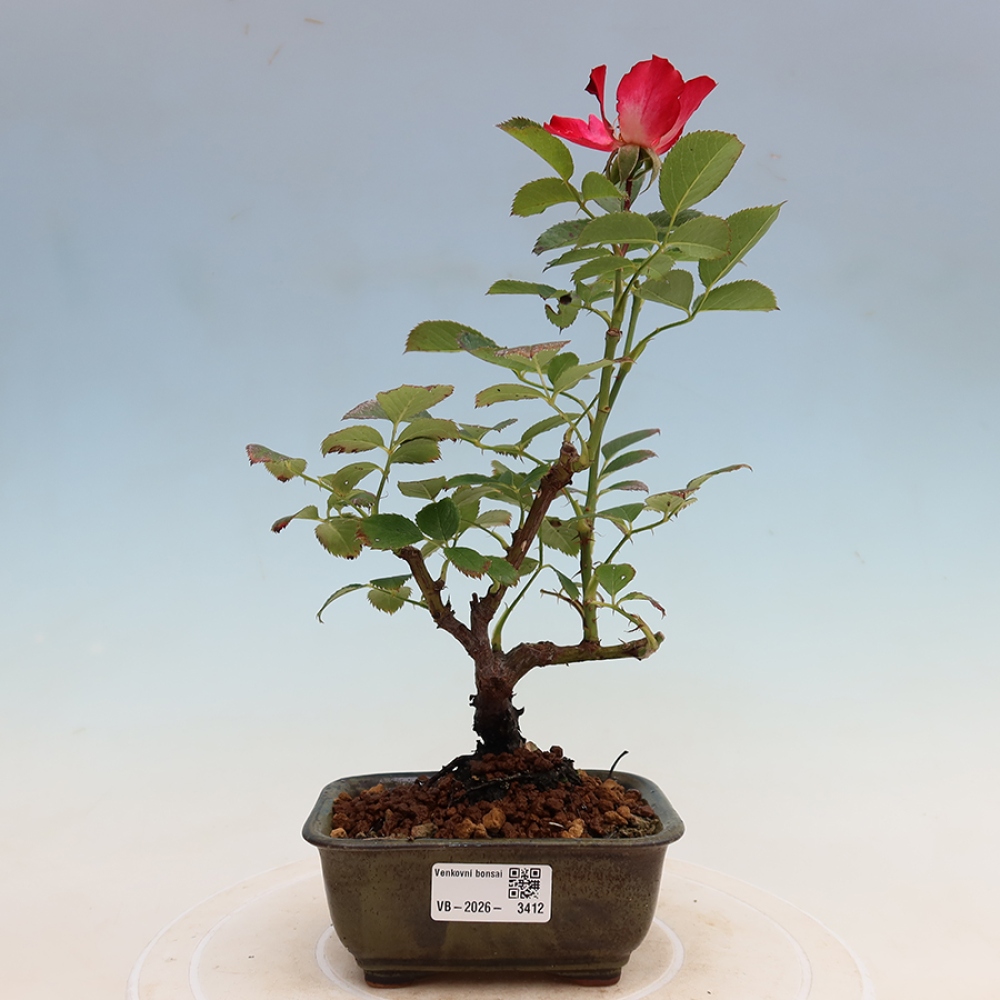 Bonsai da esterno - Rosa Kordes - rosa
