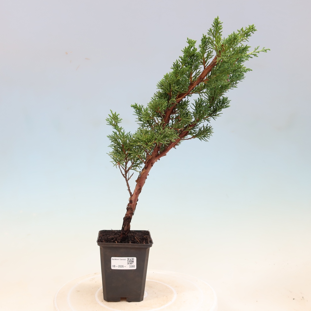 Bonsai da esterno - Juniperus chinensis Kishu