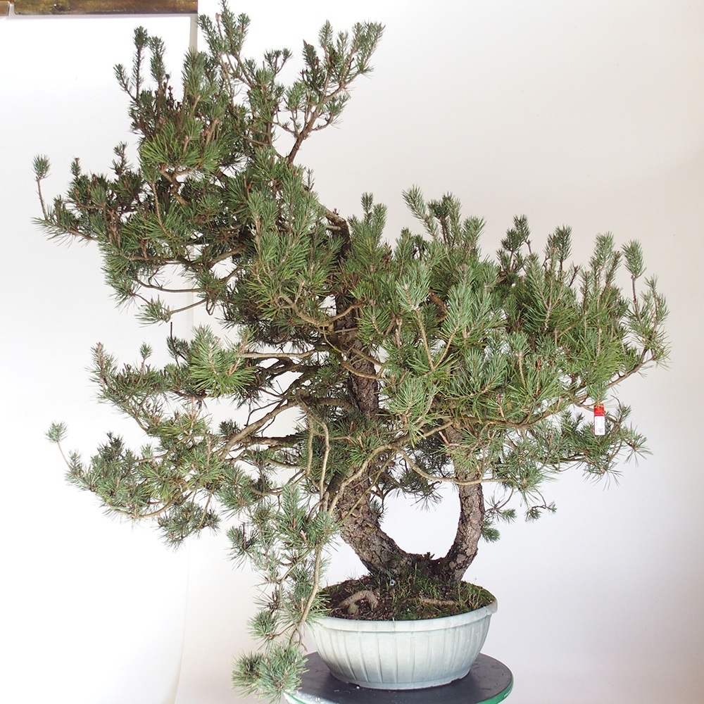 Yamadori - Pinus sylvestris Spagna