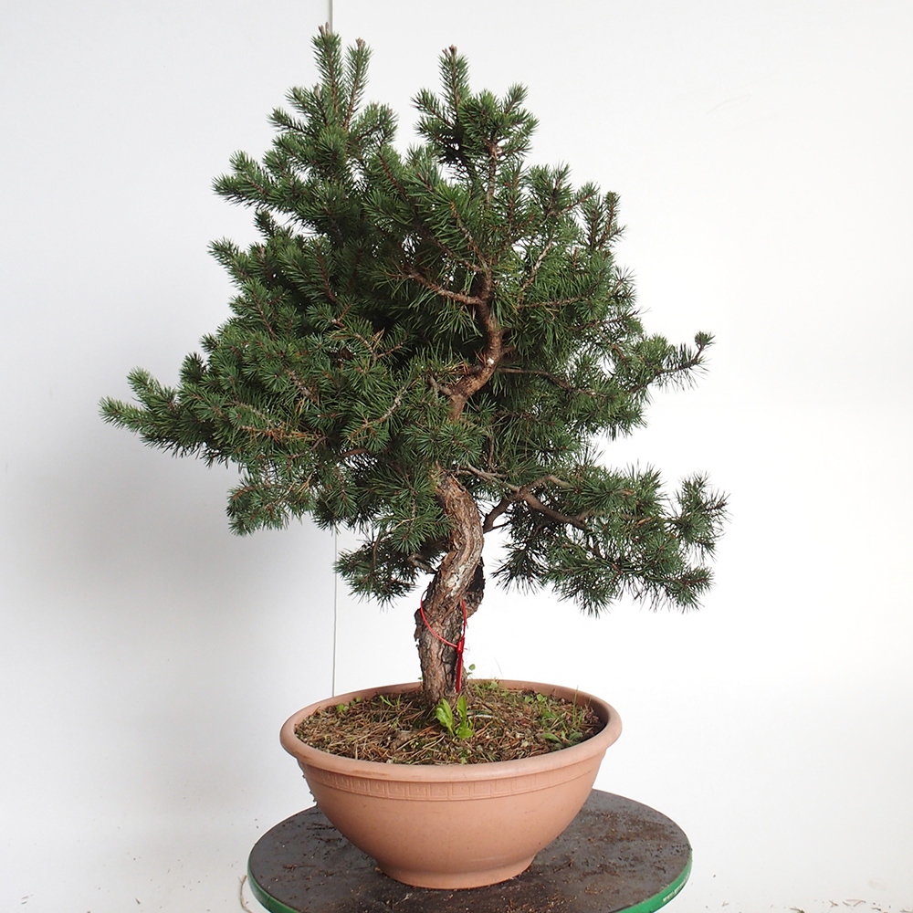 Yamadori - Pinus sylvestris Spagna