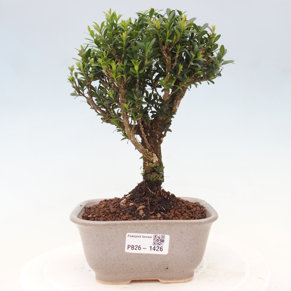Camera bonsai - Buxus harlandii - buxus da sughero