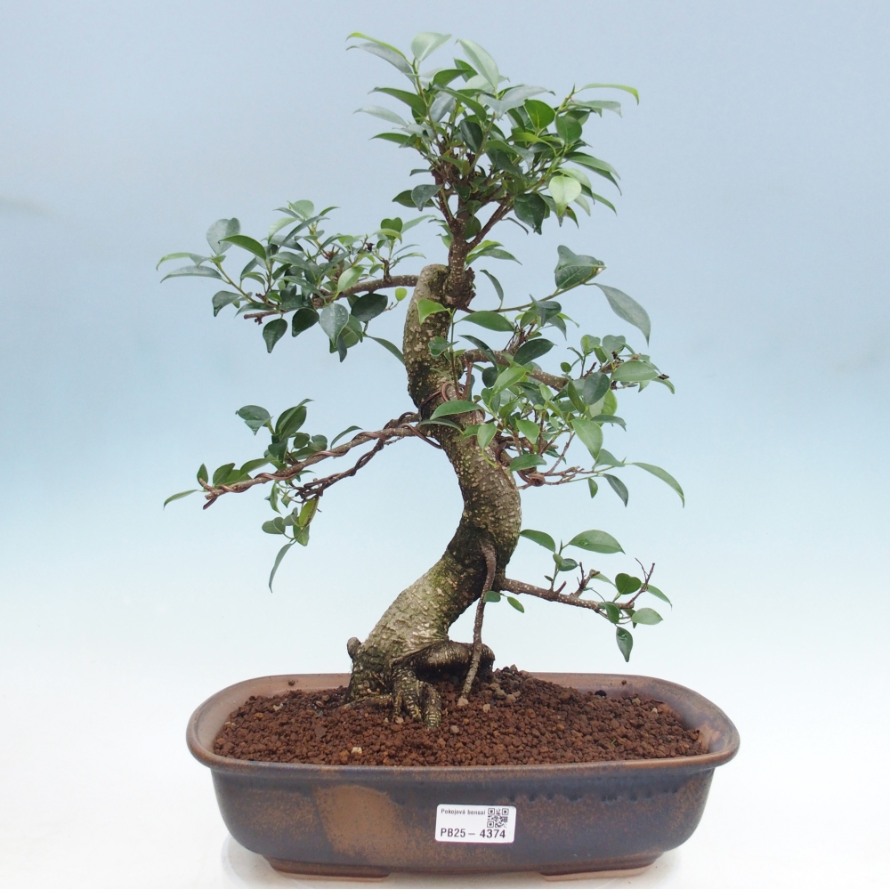Camera bonsai - Ficus retusa - ficus a foglie piccole