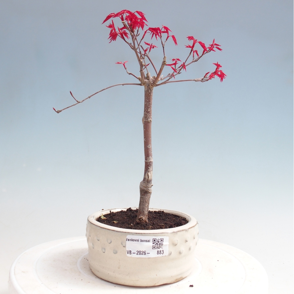 Bonsai da esterno - Acer palmatum DESHOJO