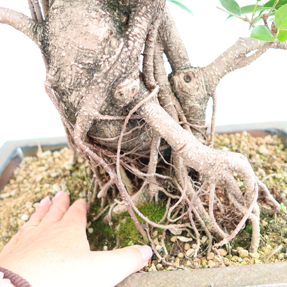 Camera bonsai - Ficus kimmen - ficus a foglie piccole