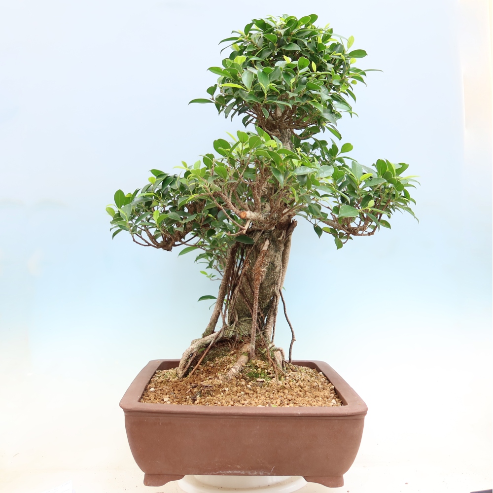Camera bonsai - Ficus kimmen - ficus a foglie piccole