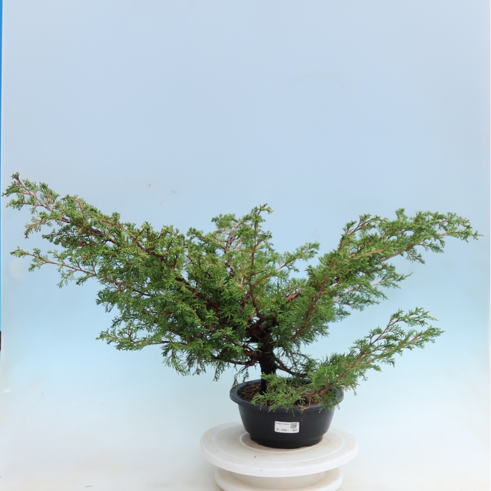 Bonsai da esterno - Juniperus chinensis Itoigawa - Ginepro cinese