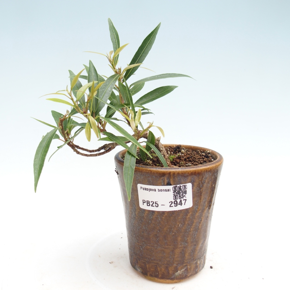 Camera bonsai - Ficus nerifolia - ficus a foglie piccole