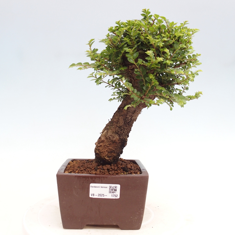 Bonsai da esterno - Ulmus parvifolia Hokkaido - Olmo cinese