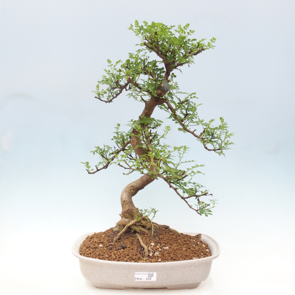 Camera bonsai - Zantoxylum piperitum - albero del pepe