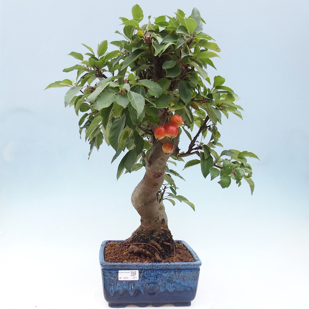 Bonsai da esterno -Malus halliana - Melo a frutto piccolo