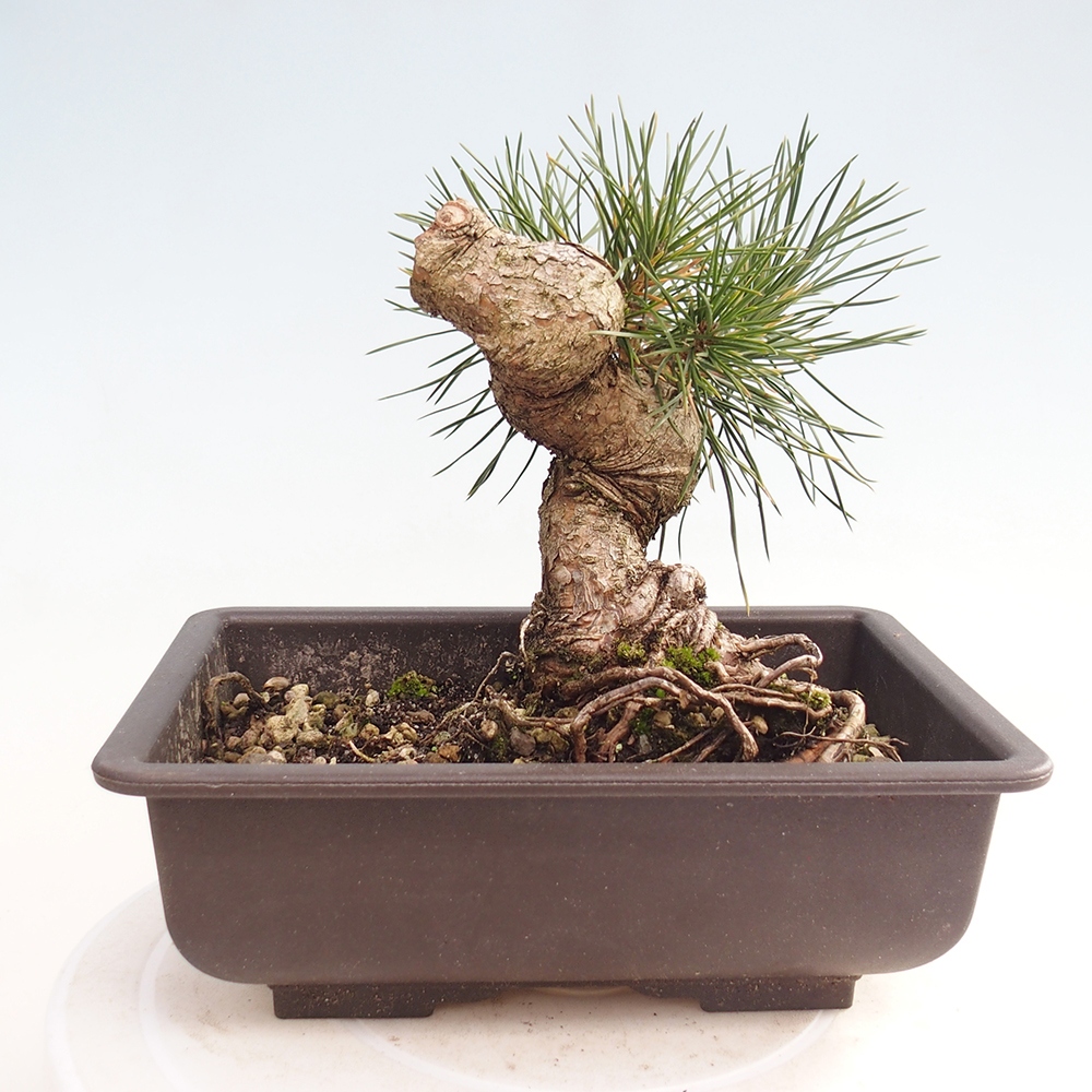 Bonsai da esterno - Pinus thunbergii - Pino di Thunberg