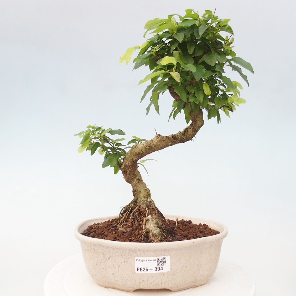 Camera bonsai -Ligustrum chinensis - Becco d'uccello