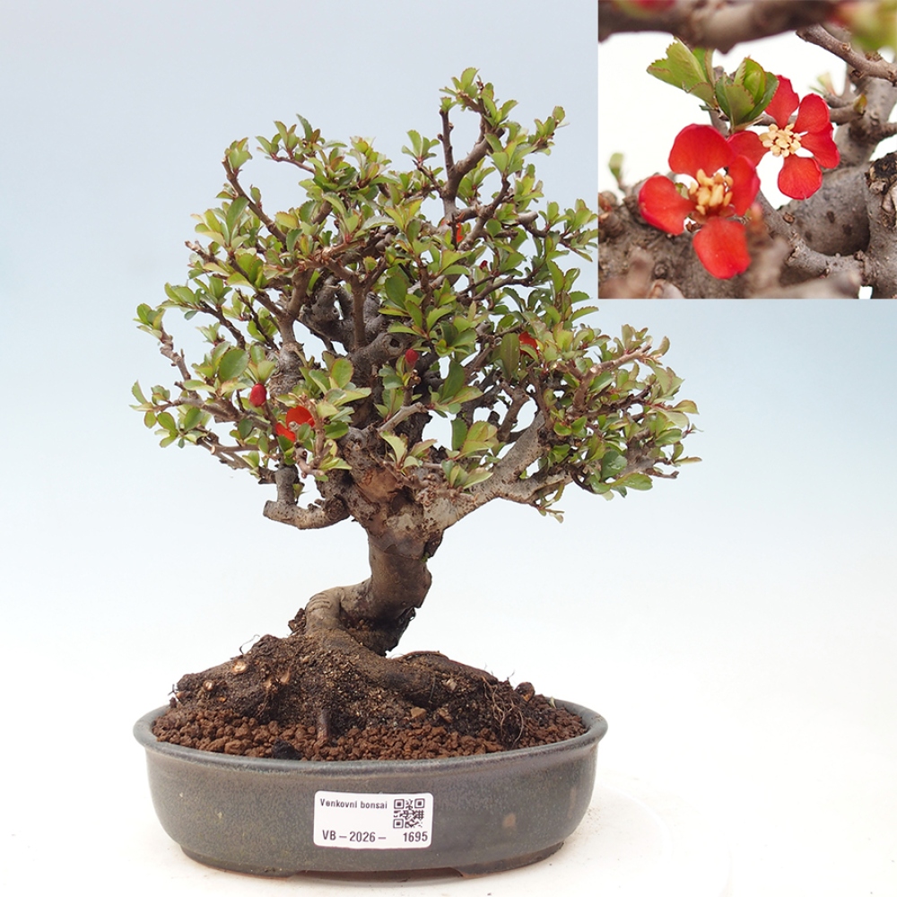 Bonsai da esterno - Chaneomeles speciosa - Cotogno