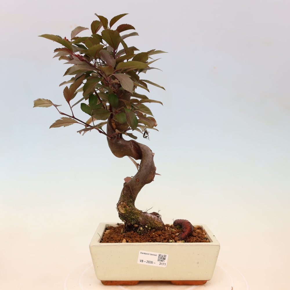 Bonsai da esterno -Malus domestica - Melo a piccoli frutti a foglie rosse