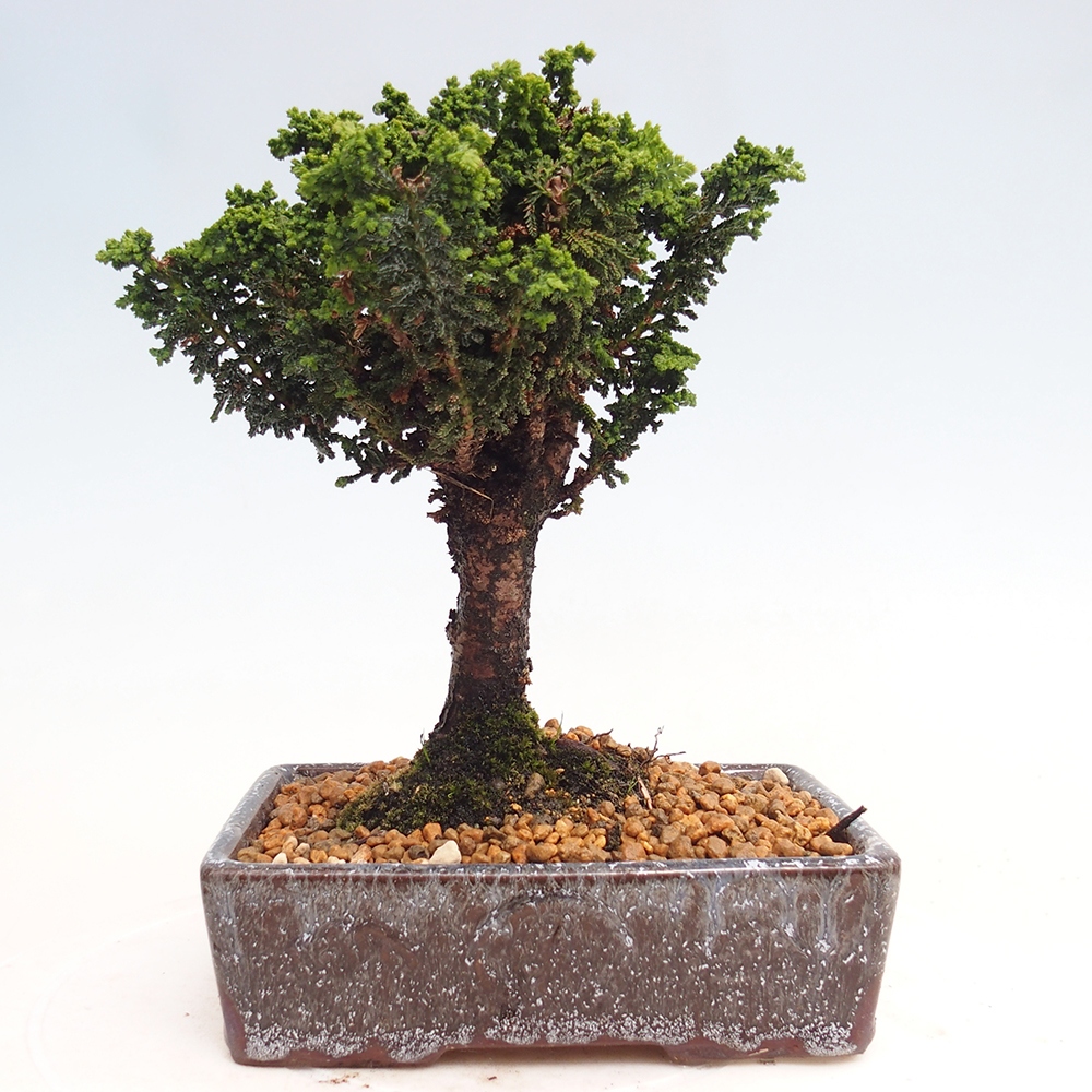 Bonsai da esterno - Cham. obtusa SEKKA HINOKI - Cipresso