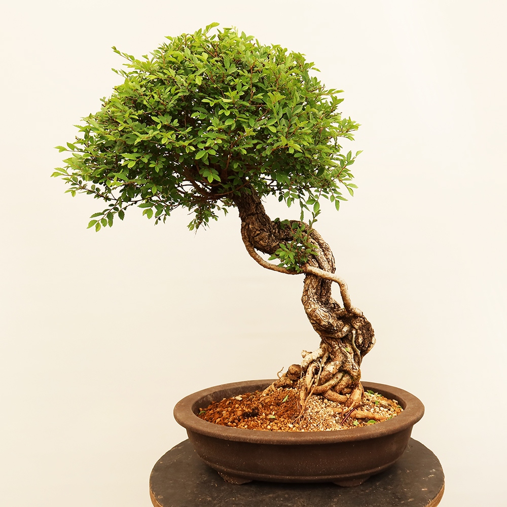 Bonsai da esterno - Zelkova - Zelkova NIRE