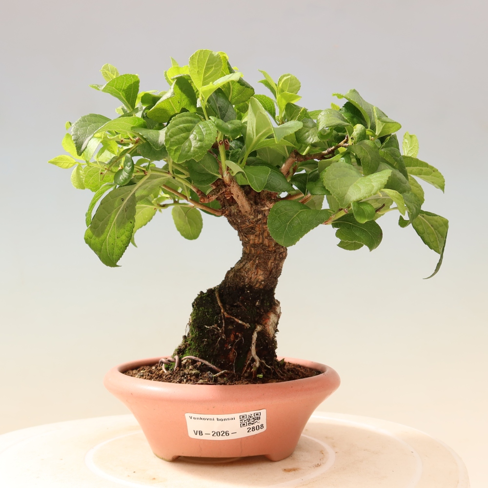 Bonsai da esterno - Celastrus orbiculatus