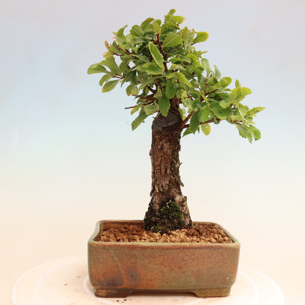 Bonsai da esterno - Zelkova - Zelkova NIRE