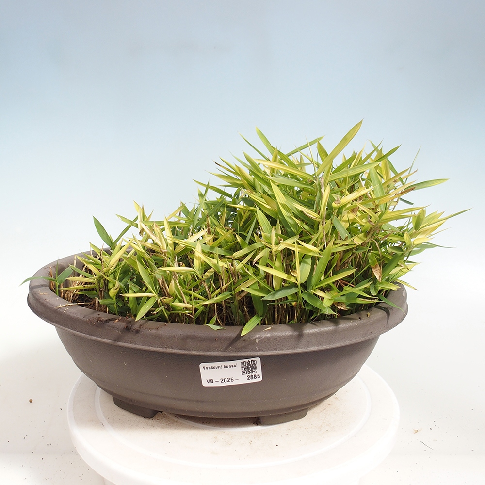 Bonsai da esterno - Pleioblastus argenteostriatus f.pumilus - Bambù nano