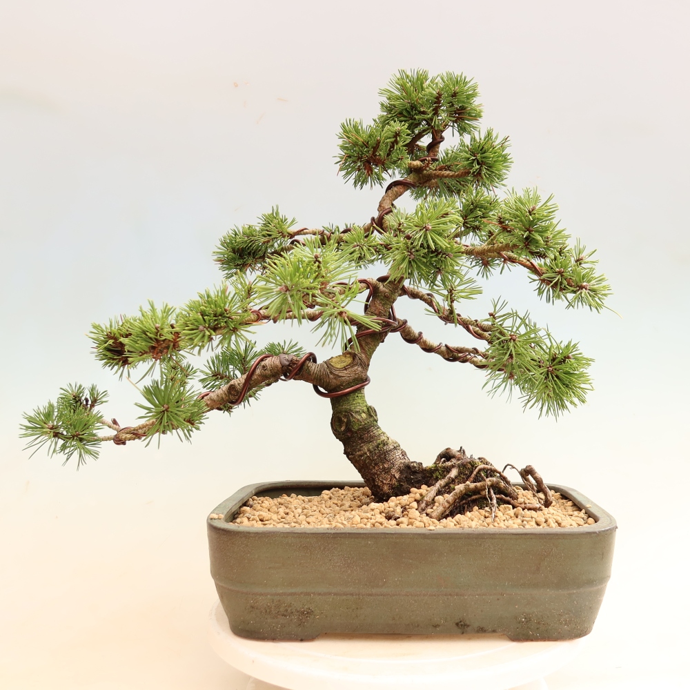 Bonsai da esterno - Pinus mugo Humpy  - Pino mugo