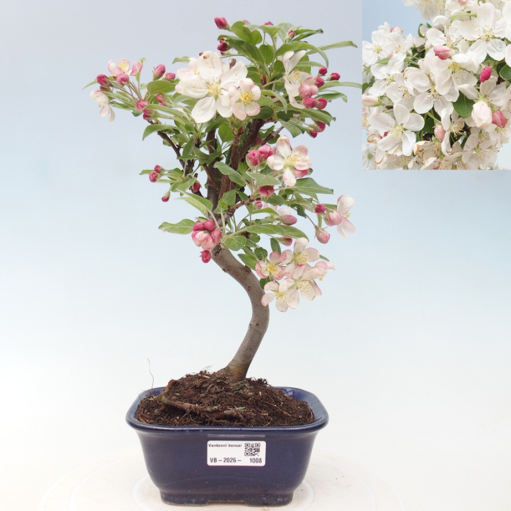 Bonsai da esterno -Malus halliana - Melo a frutto piccolo