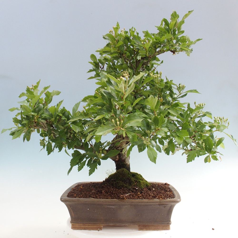 Bonsai da esterno - Biancospino - Crataegus cuneata