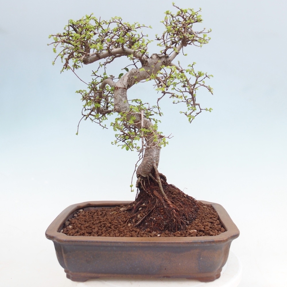 Camera bonsai - Ulmus parvifolia - Olmo a foglie piccole
