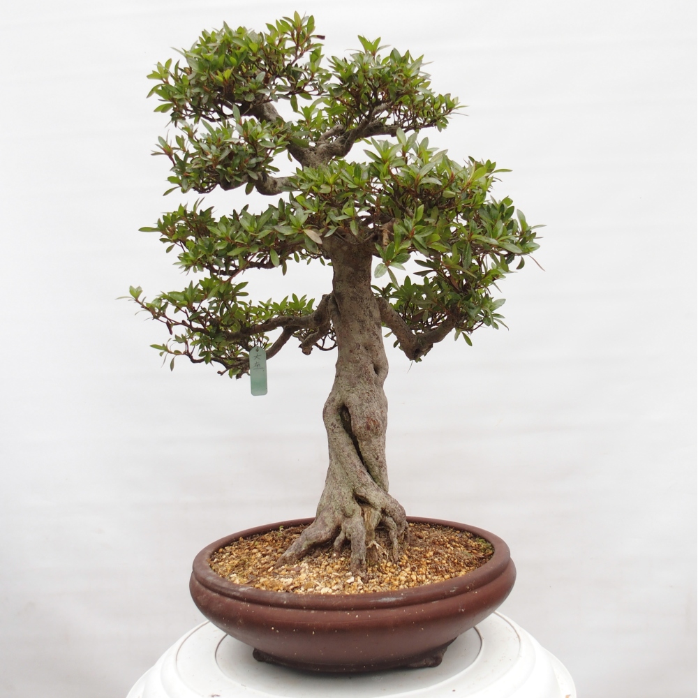 Bonsai da esterno - Azalea giapponese - Azalea Osakazumi