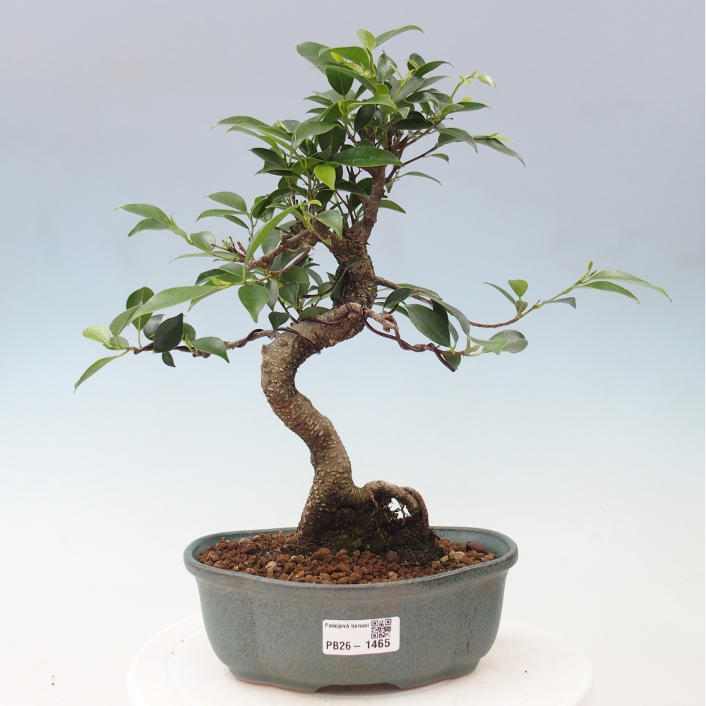 Camera bonsai - Ficus retusa - ficus a foglie piccole
