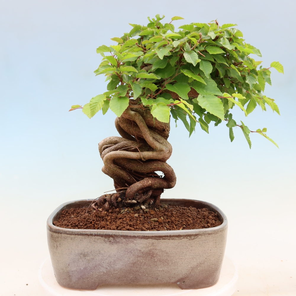 Bonsai da esterno -Carpinus Coreana - Carpino coreano