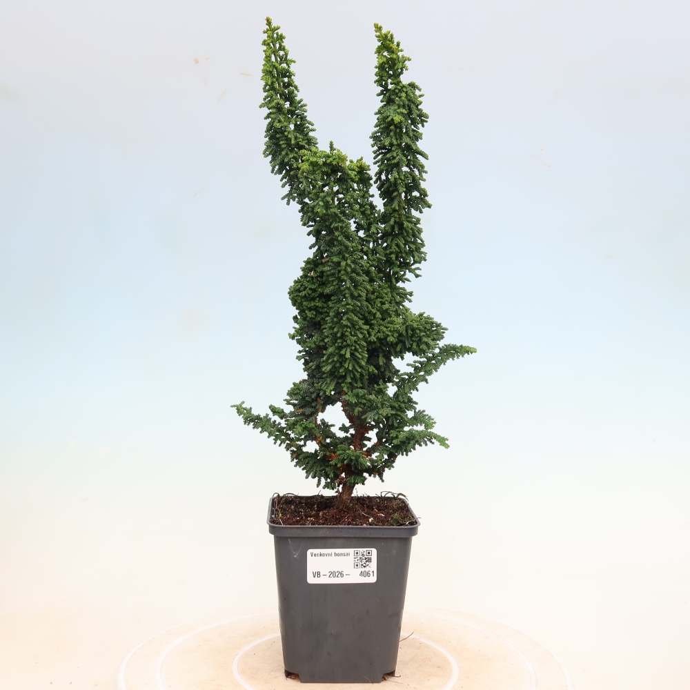 Bonsai da esterno - Cham. obtusa SEKKA HINOKI - Cipresso
