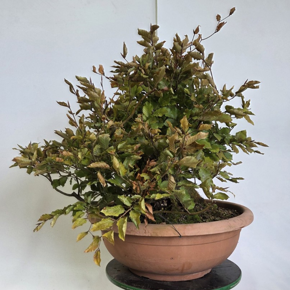 Bonsai da esterno-Fagus sylvatica