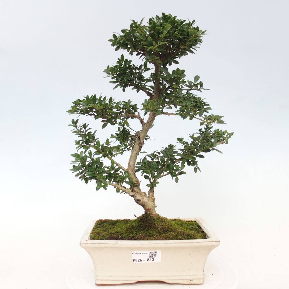 Camera bonsai - Ilex crenata - Agrifoglio