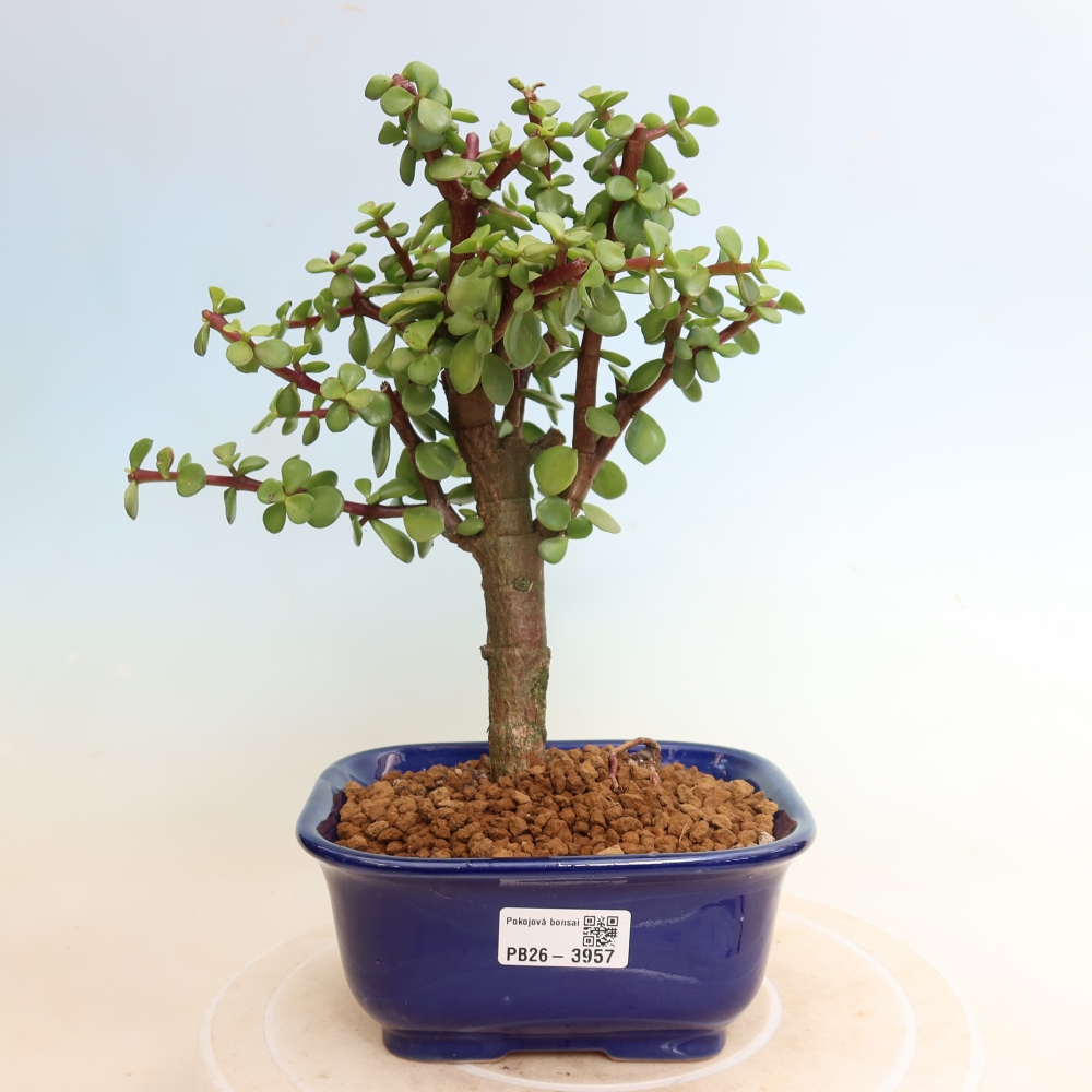 Camera bonsai - Portulakaria Afra - Tlustice