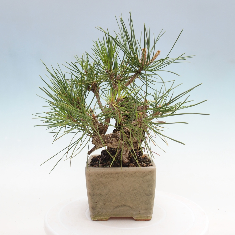 Bonsai da esterno - Pinus thunbergii - Pino di Thunberg