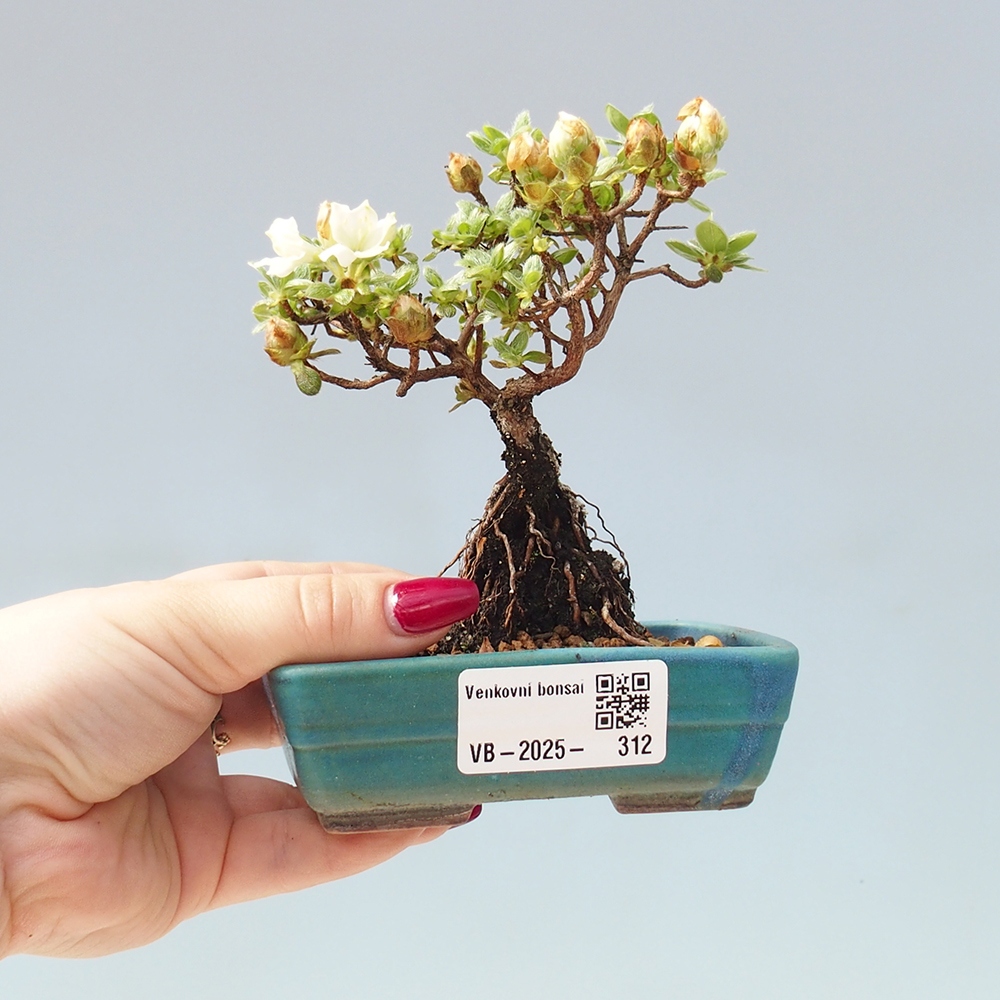 Bonsai da esterno - Rhododendron indicum - Azalea giapponese