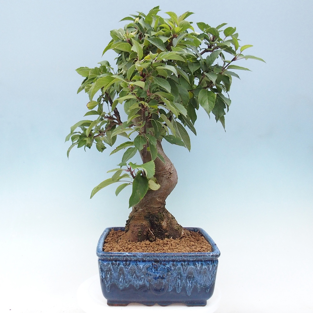 Bonsai da esterno -Malus halliana - Melo a frutto piccolo
