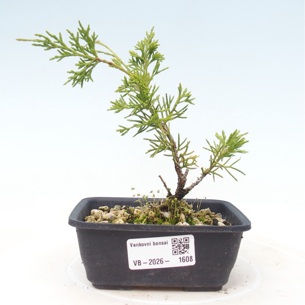 Bonsai da esterno - Juniperus chinensis Itoigawa