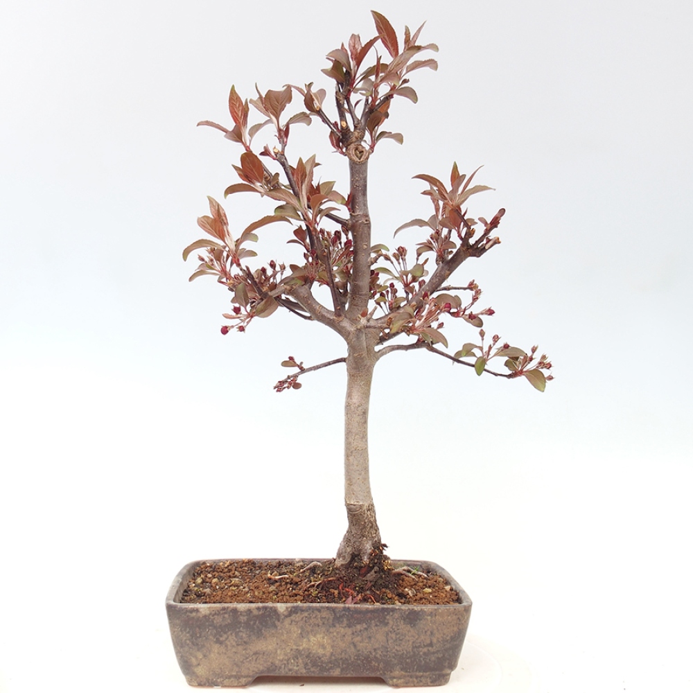 Bonsai da esterno -Malus domestica - Melo a piccoli frutti a foglie rosse