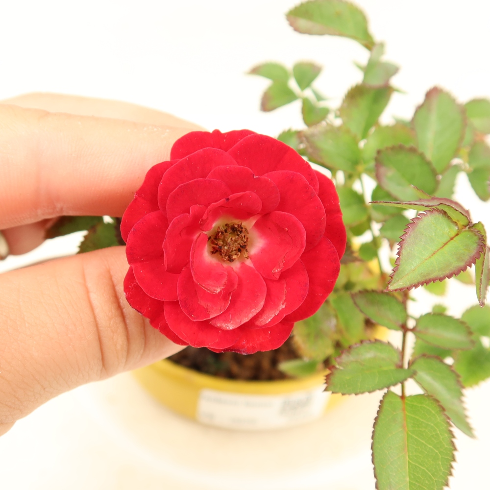 Bonsai da esterno - Rosa Kordes - rosa