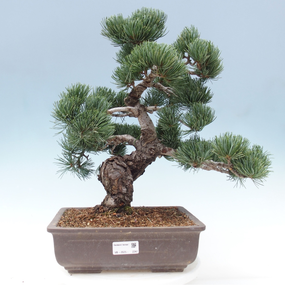 Bonsai da esterno - Pinus parviflora - Pinus parviflora