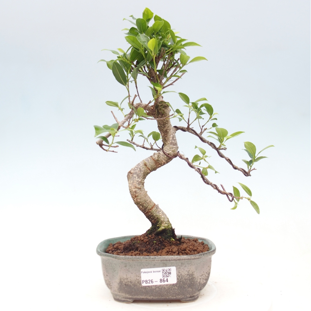 Camera bonsai - Ficus retusa - ficus a foglie piccole