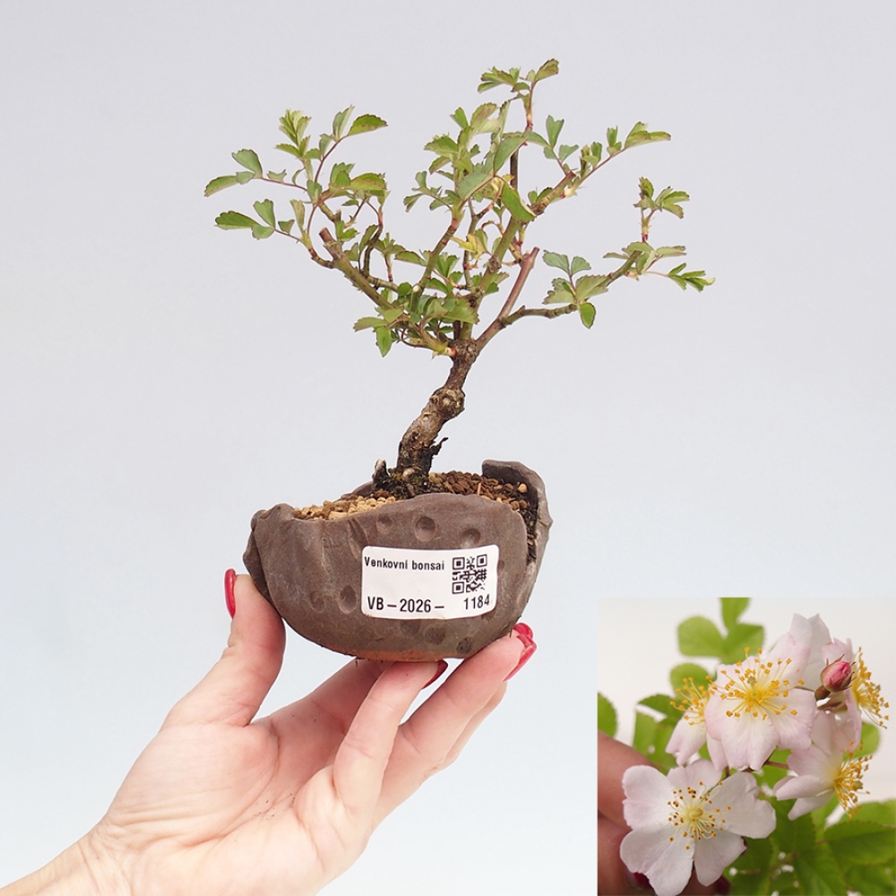 Bonsai da esterno - Rosa sp. - rosa a fiore piccolo