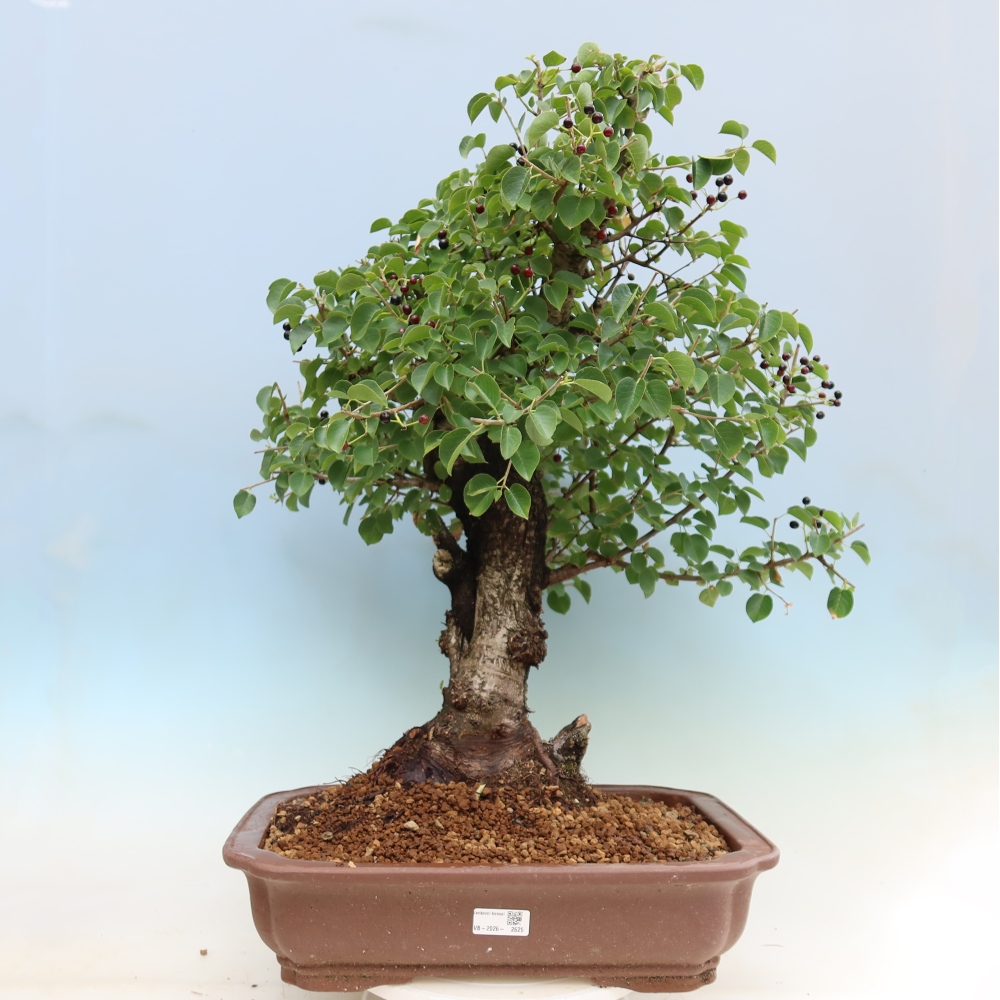 Bonsai da esterno - Mahalebka - Prunus mahaleb