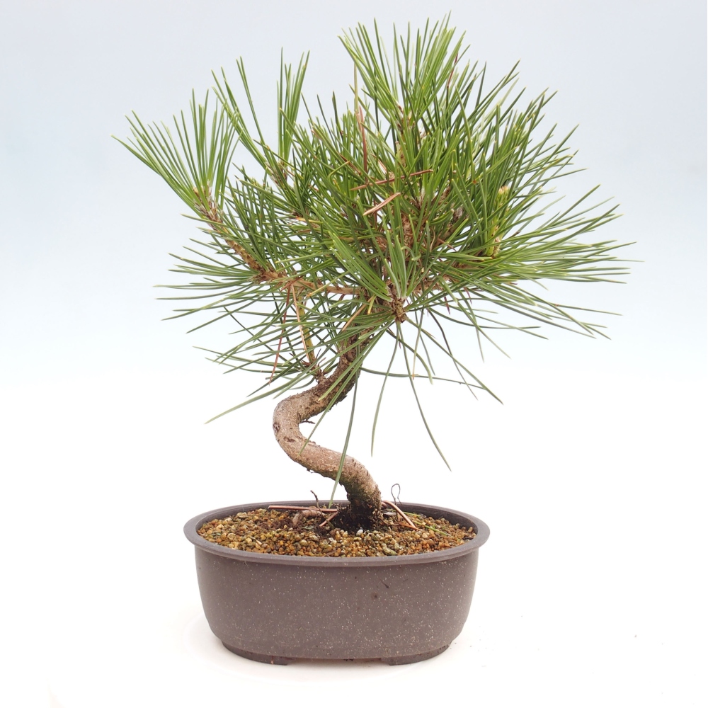 Bonsai da esterno - Pinus thunbergii - Pino di Thunberg