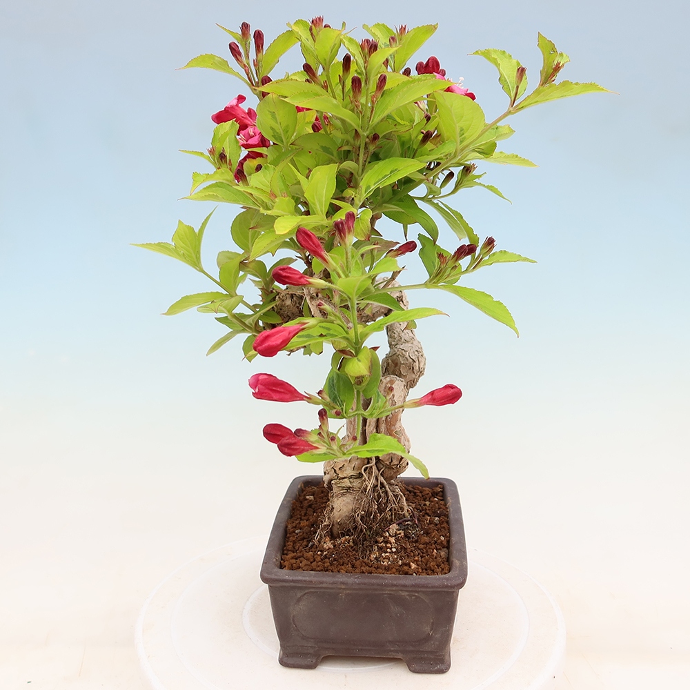 Bonsai da esterno - Weigela subsessilis - Weigela coreana
