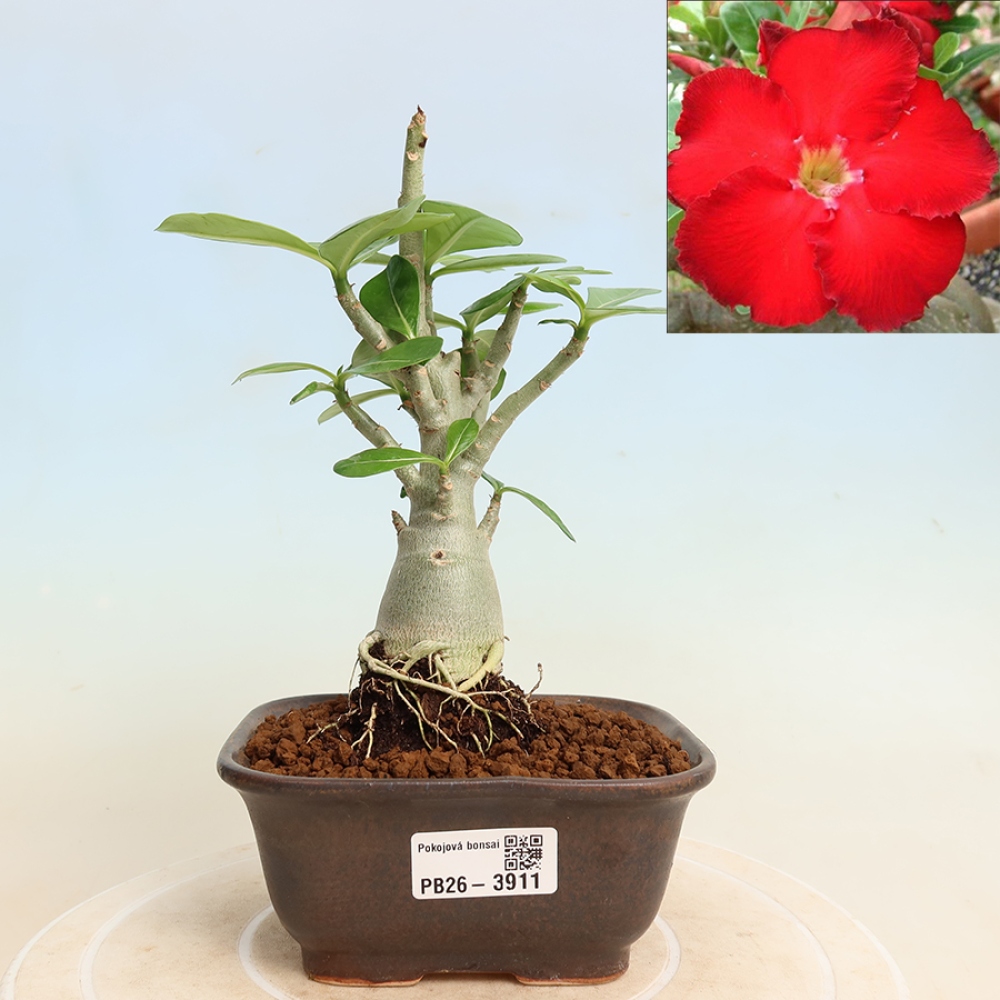 Bonsai da interno - Adenium obesum Red Star - Rosa del deserto