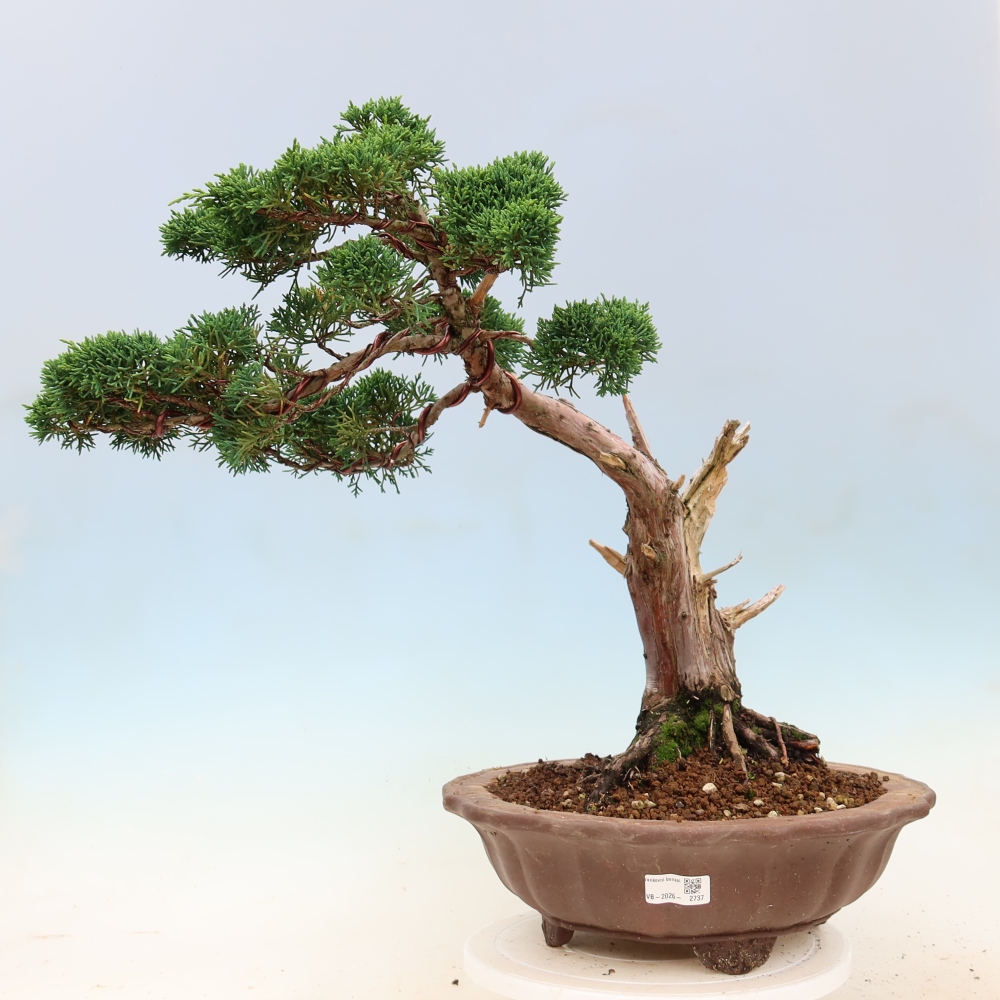 Bonsai da esterno - Juniperus chinensis Kishu