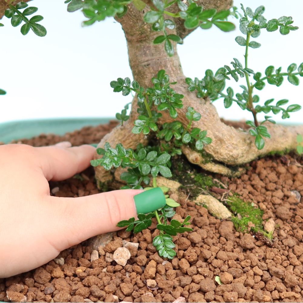 Camera bonsai - Zantoxylum piperitum - albero del pepe